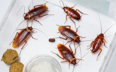 Why You Should Check for Cockroaches in the Fall?